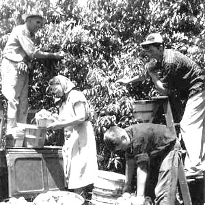 picking peaches in the early days of Jones Orchard