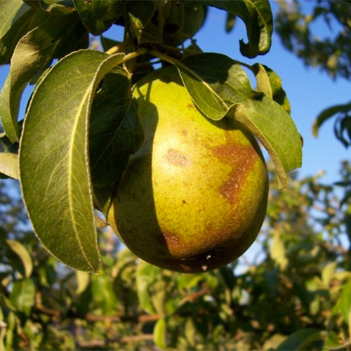 Farm fresh pears ready for picking at Jones Orchard in Millington, Tennessee