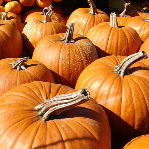 Pick-your-own pumpkins and farm fun activities at the Jones Orchard Fall Festival
