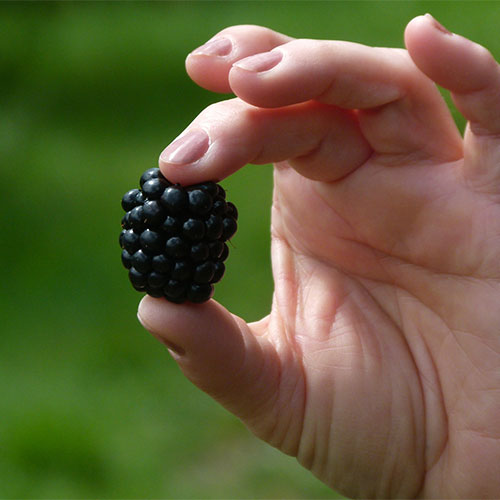 Fresh pick blackberries near Memphis at Jones Orchard in Millington, Tennessee