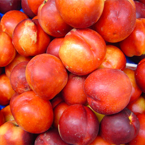 Farm fresh nectarines just outside of Memphis Tennessee!
