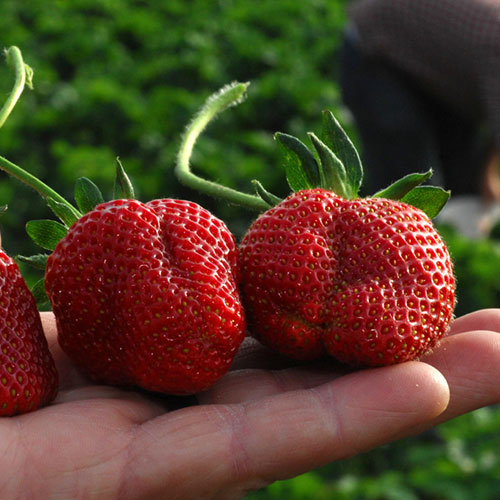 Farm fresh strawberries ready for picking each spring north of Memphis